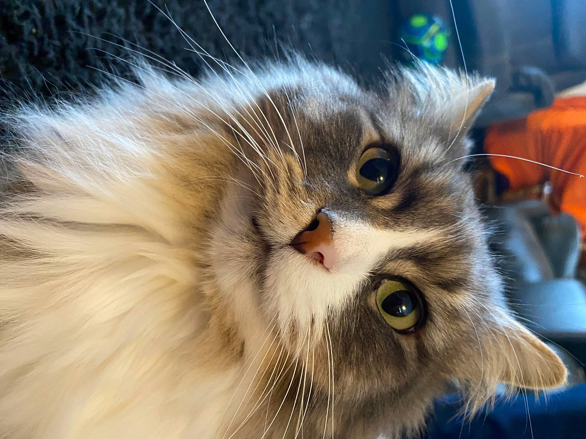 Showden is registered to the contest to win money with this photo: carnivore, cat, claw, domestic_short_haired_cat, eye, felidae, fur, iris, macro_photography, paw, small_to_medium_sized_cats, snout, whiskers