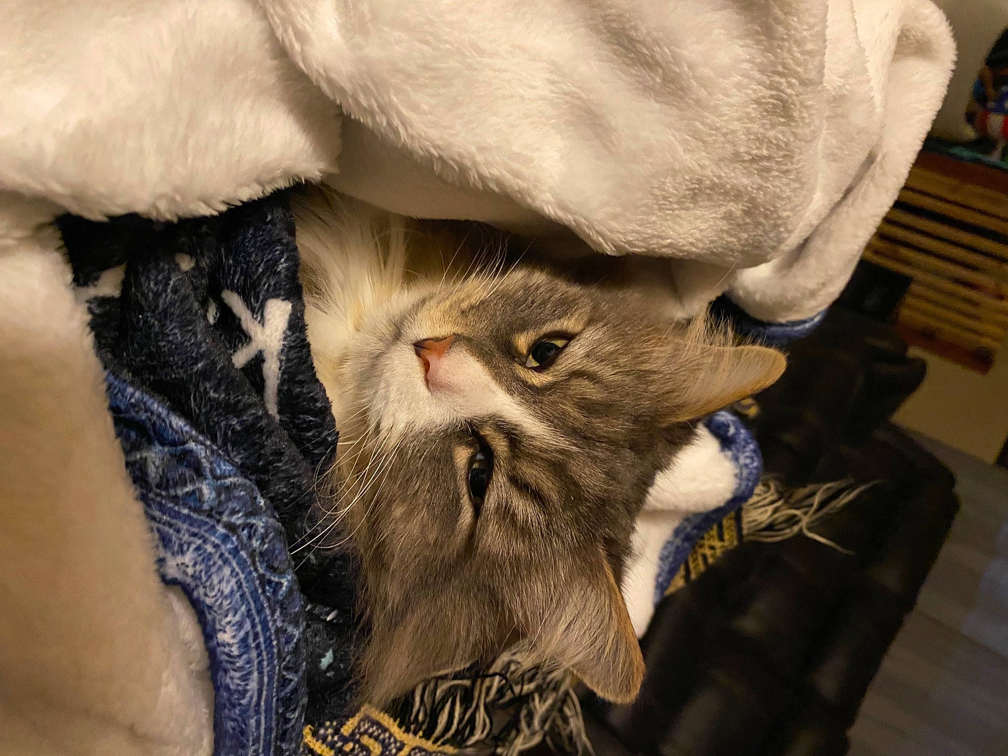 Showden joined the competition — help win amazing prizes! beard, carnivore, cat, claw, comfort, domestic_short_haired_cat, ear, fawn, felidae, fur, moustache, paw, plant, small_to_medium_sized_cats, snout, whiskers