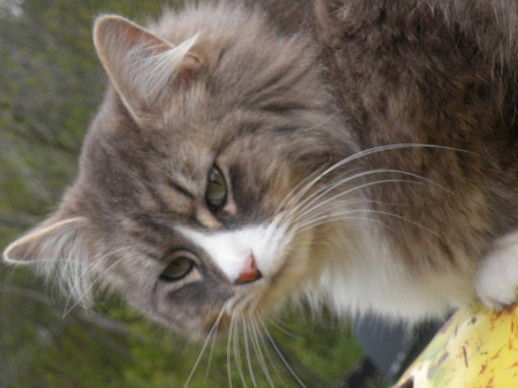 Showden joined the competition — help win amazing prizes! carnivore, cat, close_up, domestic_short_haired_cat, felidae, fur, grass, maine_coon, plant, small_to_medium_sized_cats, snout, tree, whiskers