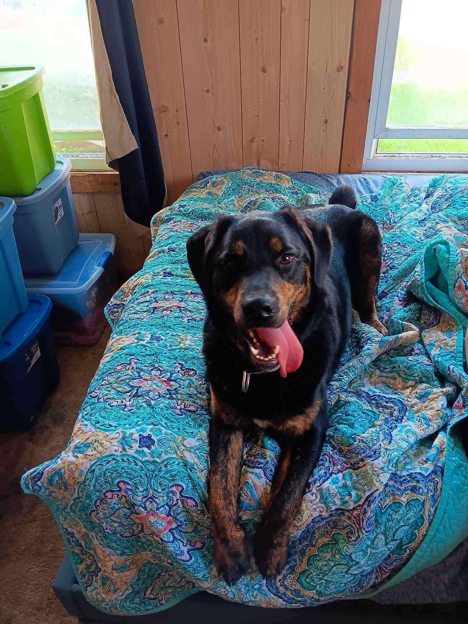 Jasper joined the competition — help win amazing prizes! ball, carnivore, chair, comfort, companion_dog, couch, dog, dog_breed, dog_supply, flooring, fur, guard_dog, hardwood, liver, living_room, pattern, sporting_group, studio_couch, wood, working_animal