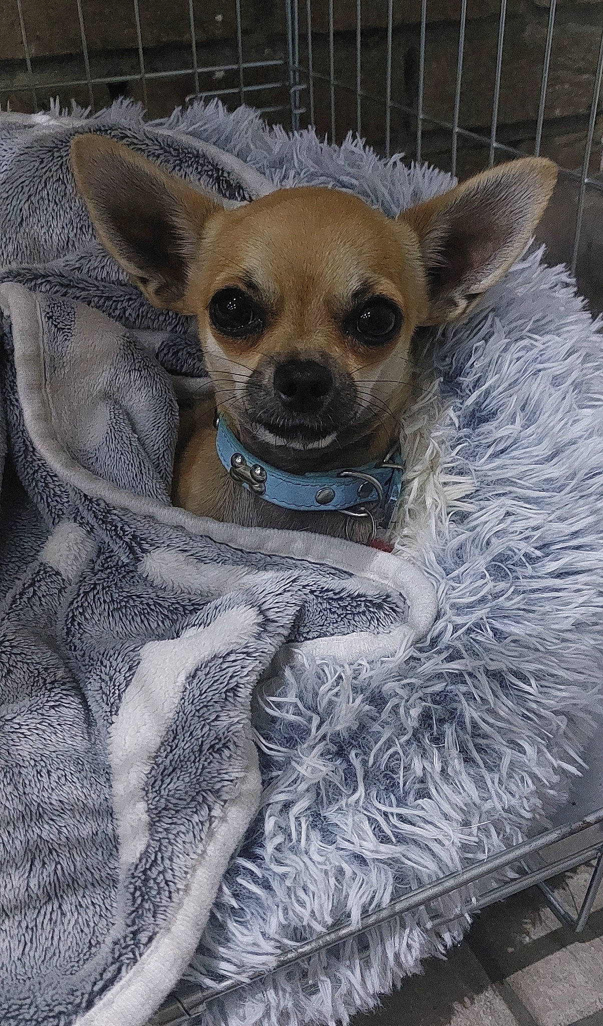 Maiko participe au concours pour gagner de l'argent avec cette photo : canidae, carnivore, chihuahua, companion_dog, corgi_chihuahua, dog, dog_breed, dog_supply, ear, fawn, fur, mammal, pattern, snout, terrestrial_animal, toy_dog, vertebrate, whiskers, working_animal