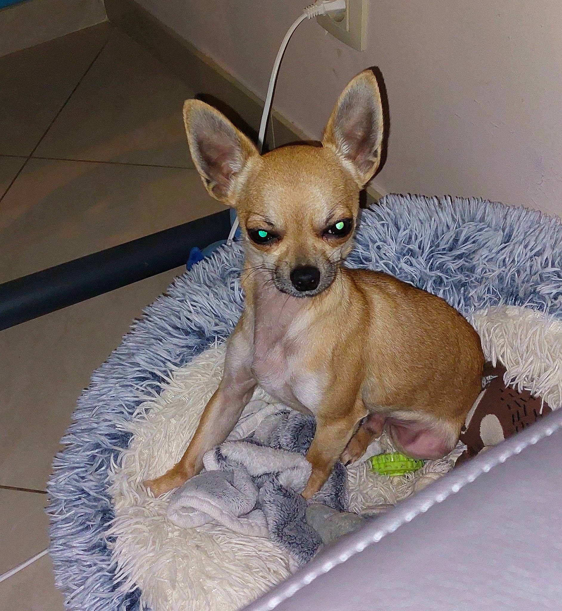 Maiko participe au concours pour gagner de l'argent avec cette photo : canidae, carnivore, chihuahua, collar, comfort, companion_dog, dog, dog_breed, dog_supply, ear, fawn, fur, head, paw, pet_supply, snout, terrestrial_animal, toy_dog, whiskers, working_animal