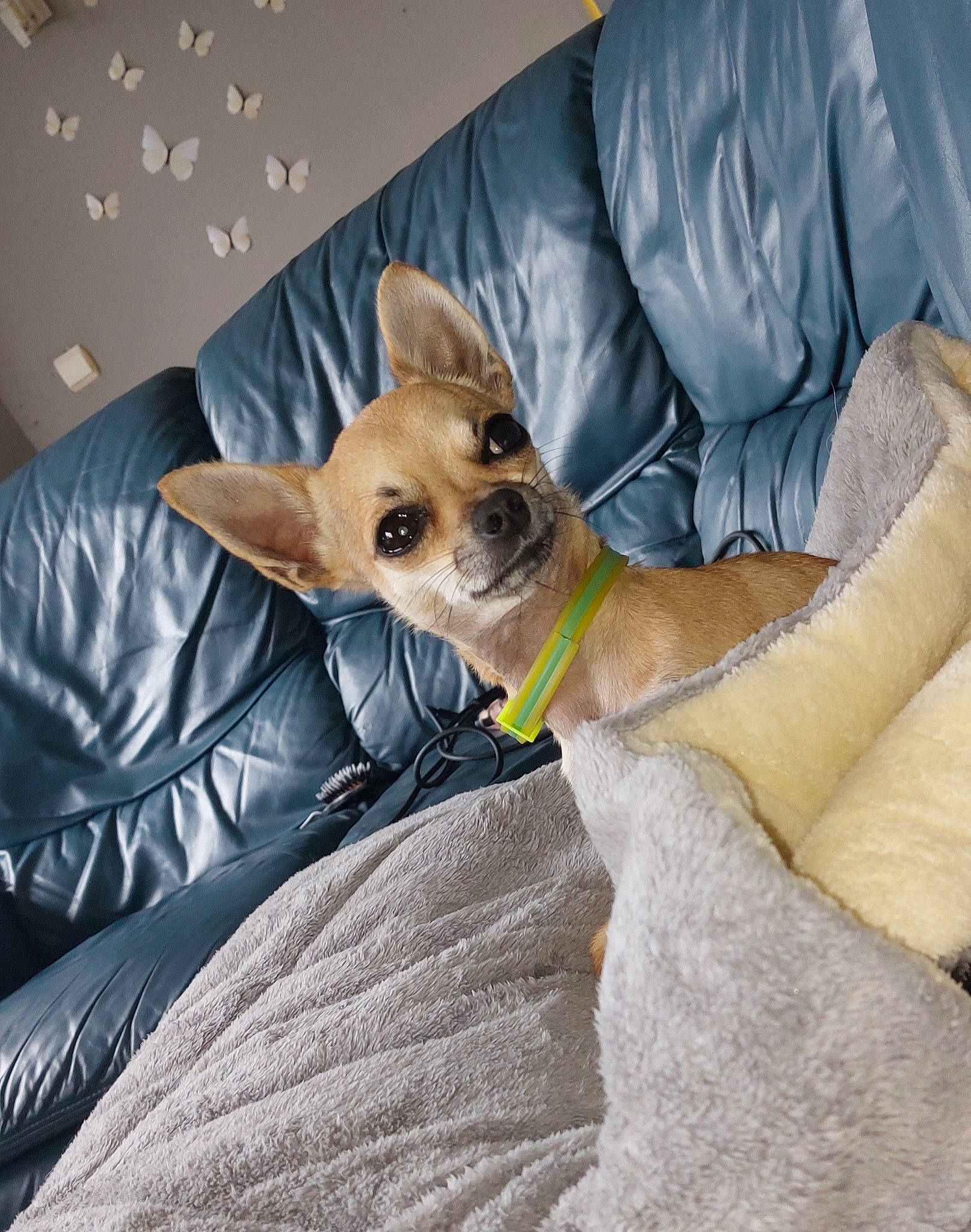 Maiko participe au concours pour gagner de l'argent avec cette photo : bedding, canidae, carnivore, collar, comfort, companion_dog, couch, dog, dog_breed, dog_supply, fawn, fur, lap, linens, pillow, sitting, terrestrial_animal, throw_pillow, whiskers, working_animal