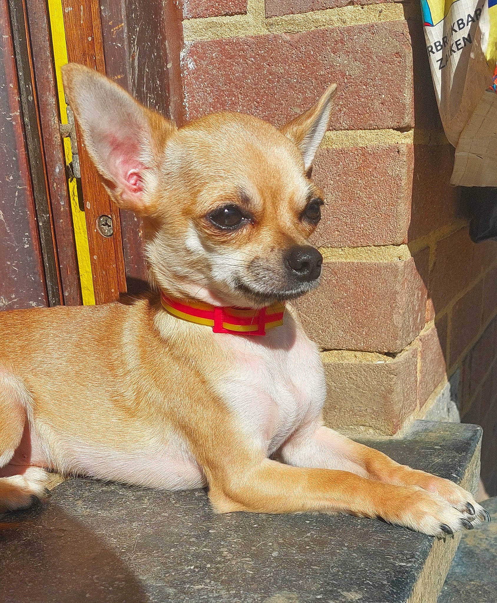 Maiko a rejoint le concours — aidez-le/la à gagner de superbes lots ! canidae, carnivore, chihuahua, collar, companion_dog, corgi_chihuahua, dog, dog_breed, dog_supply, fawn, firefighter, fur, russkiy_toy, snout, sporting_group, tail, terrestrial_animal, toy_dog, whiskers, working_animal