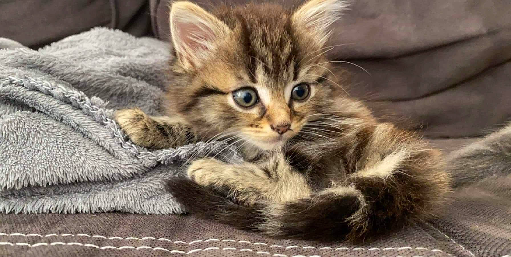 Dinah participe au concours pour gagner de l'argent avec cette photo : asian, asian_semi_longhair, british_semi_longhair, carnivore, cat, domestic_short_haired_cat, dragon_li, european_shorthair, felidae, kitten, maine_coon, mammal, norwegian_forest_cat, pixie_bob, siberian, small_to_medium_sized_cats, somali, tabby_cat, vertebrate, whiskers