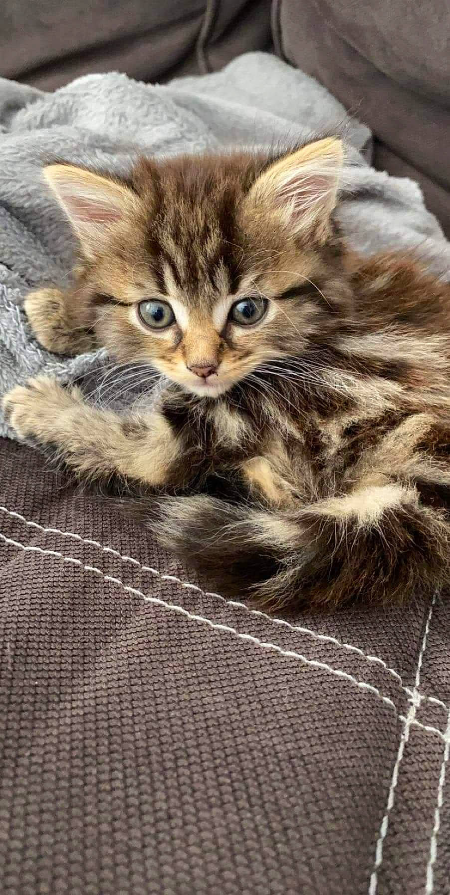 Dinah participe au concours pour gagner de l'argent avec cette photo : american_bobtail, asian, carnivore, cat, domestic_long_haired_cat, dragon_li, european_shorthair, felidae, fur, kitten, maine_coon, mammal, norwegian_forest_cat, pixie_bob, siberian, small_to_medium_sized_cats, tabby_cat, vertebrate, whiskers, wild_cat