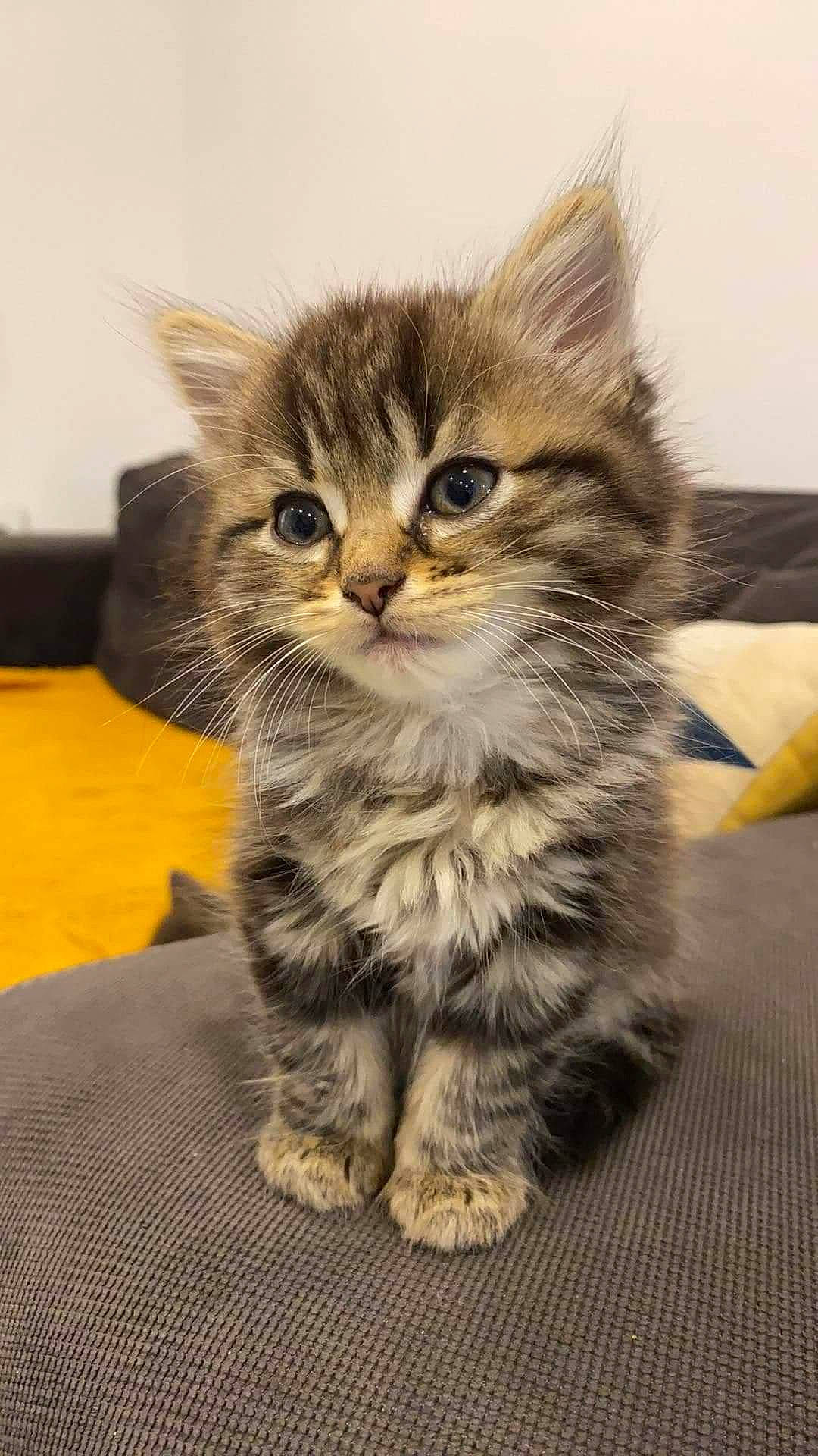 Dinah a rejoint le concours — aidez-le/la à gagner de superbes lots ! american_curl, american_shorthair, asian, asian_semi_longhair, british_semi_longhair, carnivore, cat, domestic_long_haired_cat, domestic_short_haired_cat, felidae, kitten, maine_coon, mammal, norwegian_forest_cat, pixie_bob, siberian, small_to_medium_sized_cats, tabby_cat, vertebrate, whiskers