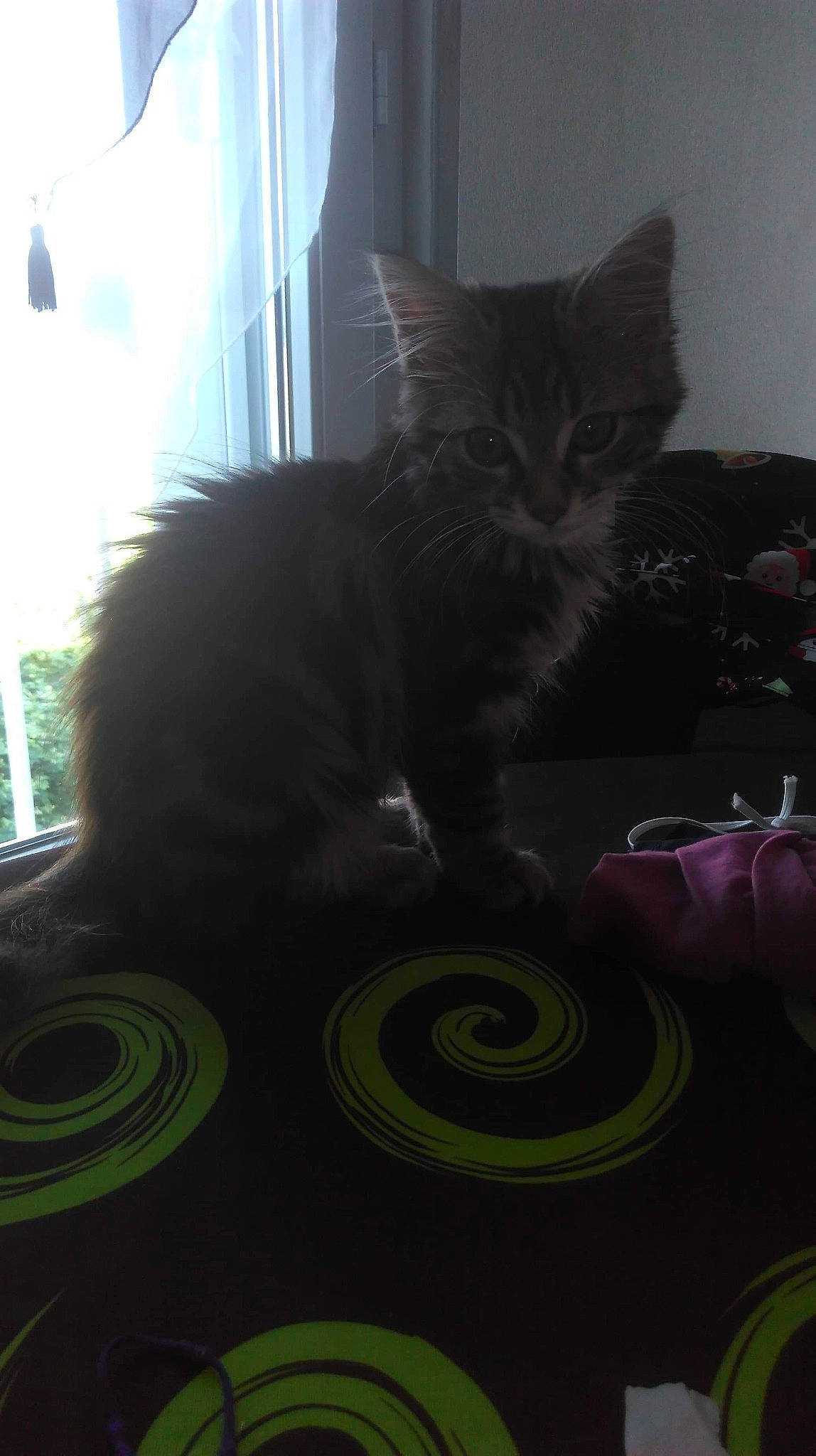 Dinah participe au concours pour gagner de l'argent avec cette photo : asian, black_cat, carnivore, cat, domestic_short_haired_cat, european_shorthair, felidae, fur, house, kitten, maine_coon, norwegian_forest_cat, small_to_medium_sized_cats, tail, whiskers