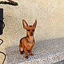 dog, small_dog, brown_dog, pet, bench, stone_bench, outdoor, plant, green_leaves, wall, textured_wall, ears, sitting, animal, canine, quiet, daylight, nature, garden, resting