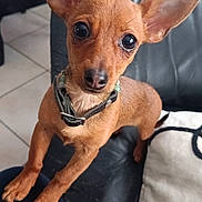 Voxie participe au concours pour gagner de l'argent avec cette photo : dog, small_dog, pet, brown_fur, large_ears, collar, leather_couch, indoor, floor_tiles, plant, potted_plant, curious, alert, close_up, animal, companion, domestic, looking_at_camera, cute, young_dog