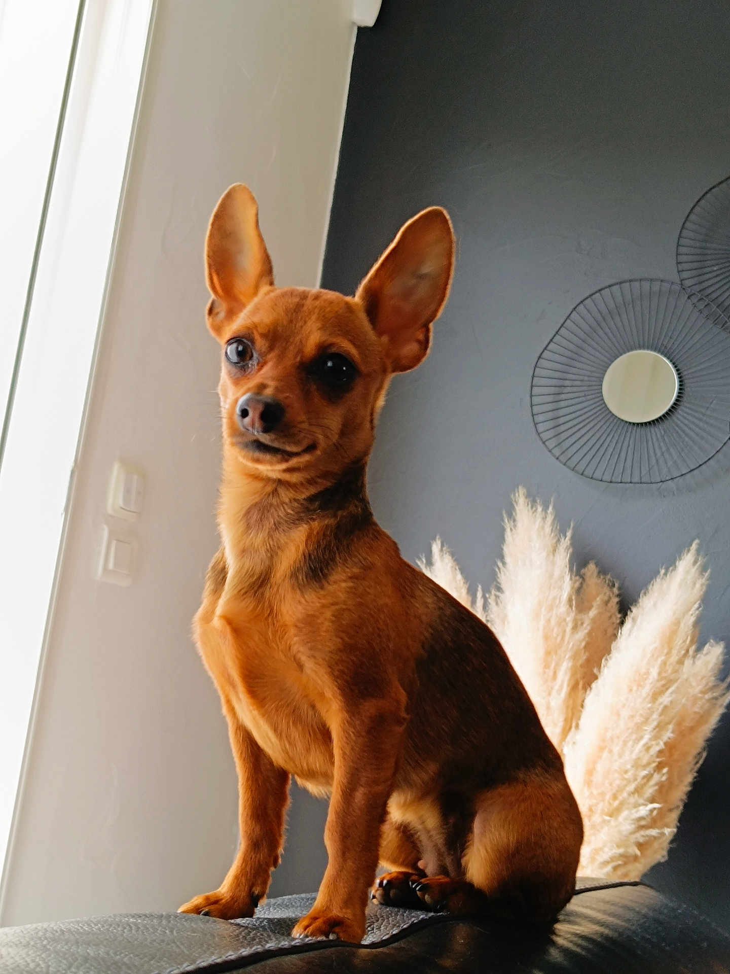 Voxie participe au concours pour gagner de l'argent avec cette photo : dog, small_dog, brown_dog, pet, indoor, leather_surface, ears, decor, pampas_grass, modern, wall, portrait, sitting, cute, animal, canine, furniture, home, companion, fur