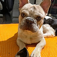 Weeman joined the competition — help win amazing prizes! animal, attention, background, canine, chew_toy, companion, cute, dog, domestic, french_bulldog, fur, indoor, laying_down, orange, paw, pet, polka_dot, portrait, resting, two_dogs