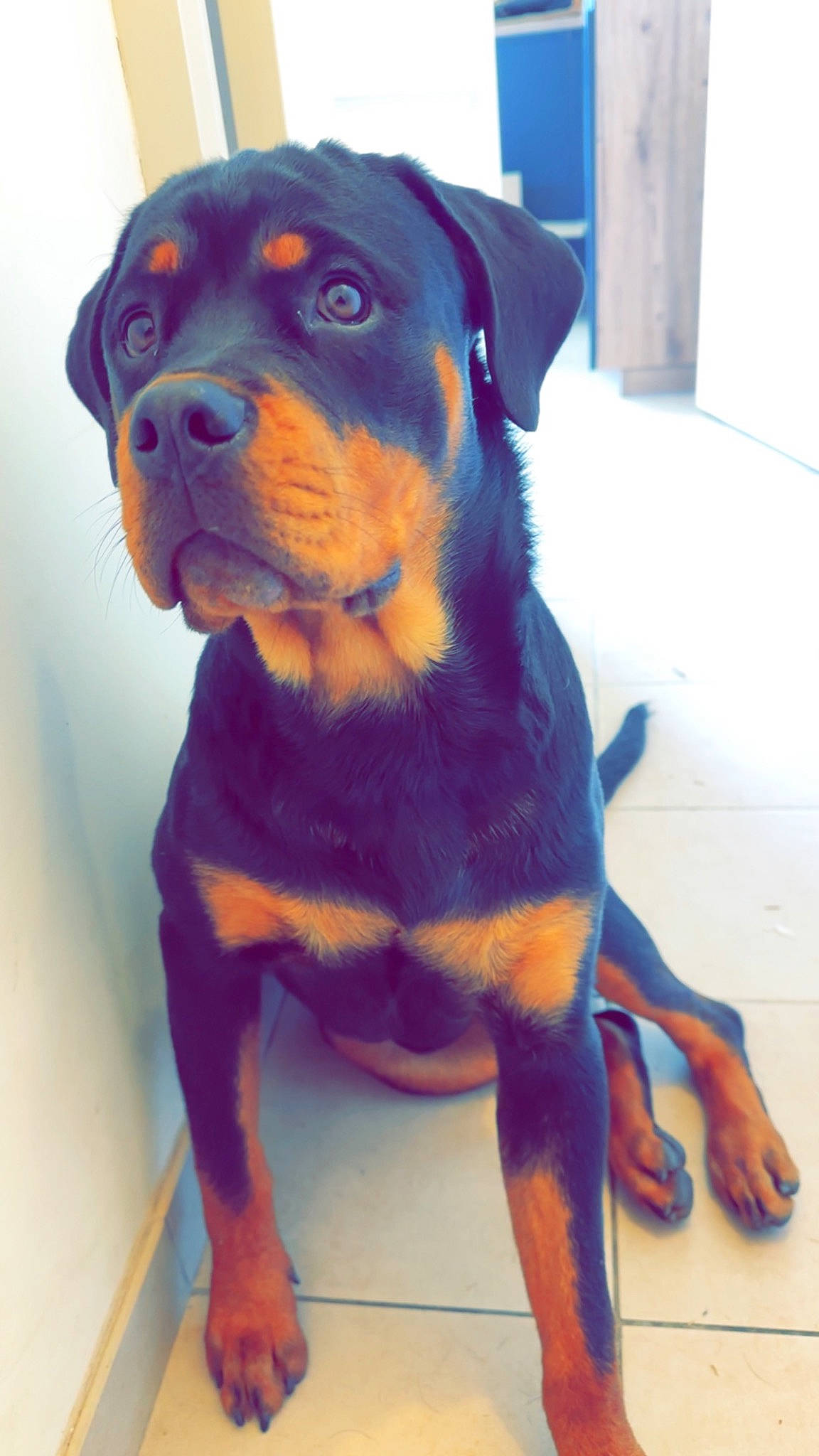 Laïka a rejoint le concours — aidez-le/la à gagner de superbes lots ! canidae, carnivore, collar, companion_dog, dog, dog_breed, electric_blue, fawn, fur, guard_dog, hound, liver, pet_supply, puppy, rottweiler, snout, sporting_group, whiskers, working_animal, working_dog