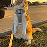 animal, cat, curious, feline, grass, ground, harness, leash, nature, orange_and_white, outdoor, parking_lot, pet, side_view, standing, sunlight, sunset, tail, vehicle, whiskers