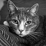 Ziggy a rejoint le concours — aidez-le/la à gagner de superbes lots ! cat, feline, close_up, portrait, whiskers, eyes, fur, striped_fabric, pillow, relaxed, resting, indoor, black_and_white, pet, domestic_animal, ears, nose, face, soft_texture, cozy