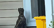 Reese joined the competition — help win amazing prizes! dog, black_dog, leash, porch, door, yellow_trash_bin, grass, concrete, outside, pet, sitting, curious, collar, residential, house, mat, daylight, animal, waiting, quiet