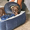 Reese is registered to the contest to win money with this photo: dog, chocolate_brown, inflatable_collar, pet_bed, blanket, carpet, indoor, recovery, animal, canine, resting, comfort, legs, human, furniture, bedroom, soft, cozy, looking, pet