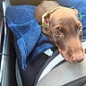 Reese joined the competition — help win amazing prizes! puppy, dog, brown_dog, close_up, car_interior, blue_blanket, seat, pet, cute, animal, ears, eyes, young_dog, indoors, resting, fabric, thread, curious, soft_light, portrait