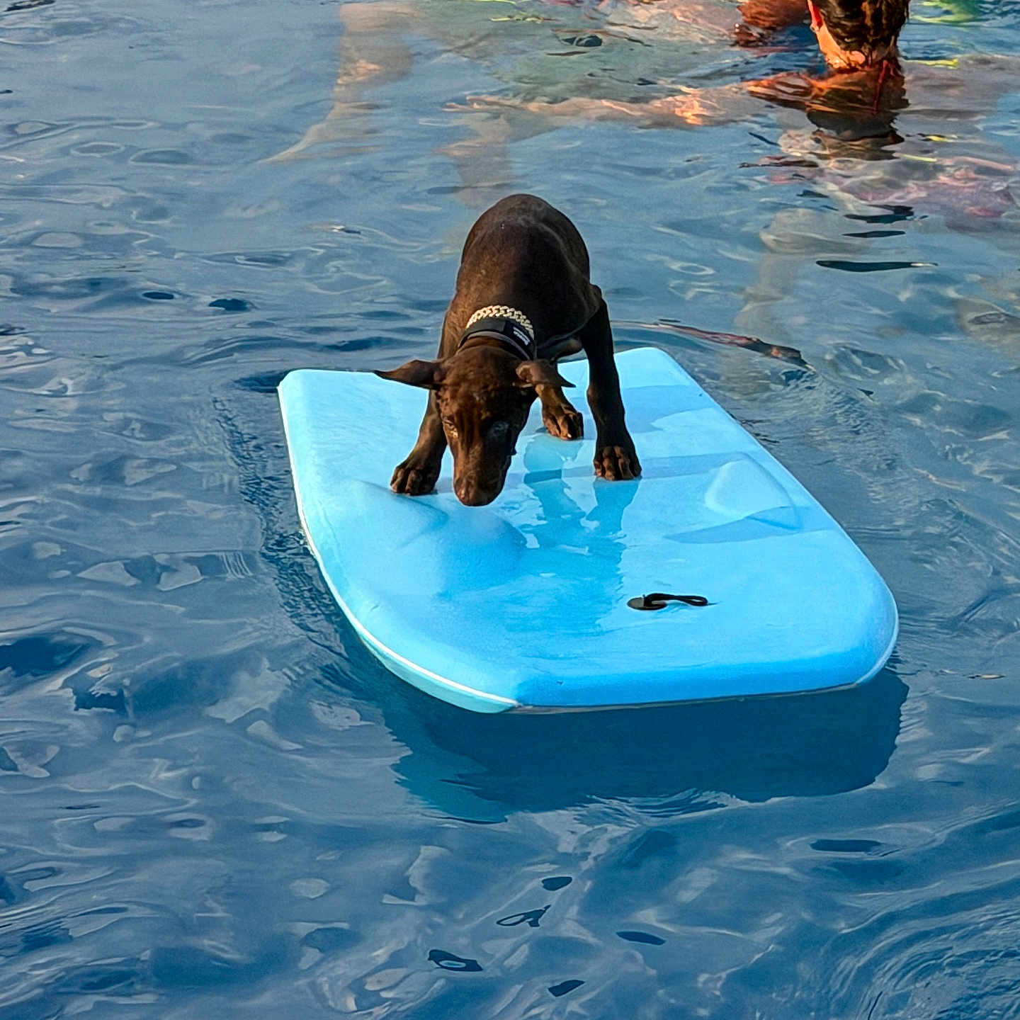 Reese is registered to the contest to win money with this photo: puppy, dog, water, pool, float, people, adult, swimming, summer, outdoor, recreation, fun, leisure, blue, yellow, sunlight, reflection, collar, balance, playful