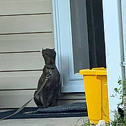 Reese joined the competition — help win amazing prizes! dog, leash, porch, yellow_trash_bin, grass, door, doormat, black_dog, sidewalk, house, waiting, pet, outdoor, residential, collar, tied, quiet, daytime, curious, animal