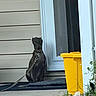 dog, leash, porch, yellow_trash_bin, grass, door, doormat, black_dog, sidewalk, house, waiting, pet, outdoor, residential, collar, tied, quiet, daytime, curious, animal