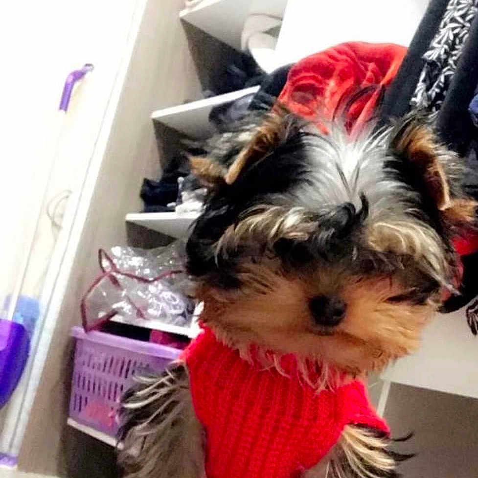 Potter participe au concours pour gagner de l'argent avec cette photo : carnivoran, companion_dog, dog, dog_breed, dog_like_mammal, mammal, morkie, puppy, small_terrier, snout, terrier, toy_dog, vertebrate, yorkshire_terrier