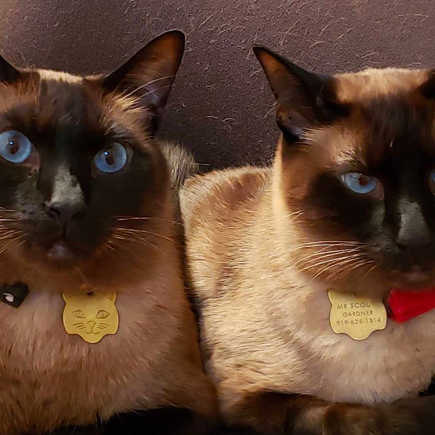 Hunter And Scout joined the competition — help win amazing prizes! animal, blue_eyes, bow_tie, cat, close_up, companions, cute, domestic_animal, face, feline, fur, indoor, mammal, pets, portrait, resting, siamese_cat, tag, two_cats, whiskers