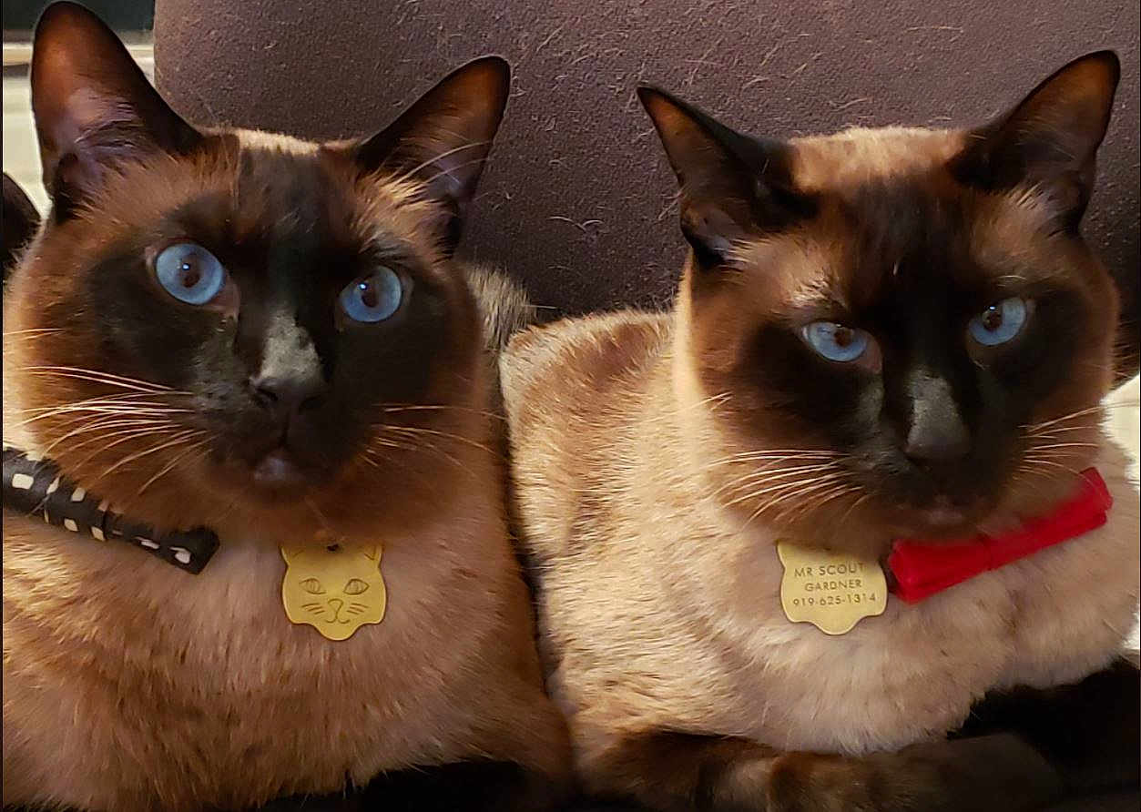 Hunter And Scout joined the competition — help win amazing prizes! animal, blue_eyes, bow_tie, cat, close_up, companions, cute, domestic_animal, face, feline, fur, indoor, mammal, pets, portrait, resting, siamese_cat, tag, two_cats, whiskers