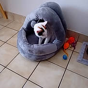 Bianca participe au concours pour gagner de l'argent avec cette photo : cat, kitten, pet, animal, white_fur, black_patches, orange_patches, cat_bed, pet_bed, cozy, sitting, indoors, tiled_floor, home, wall, pet_toys, ball, plush, curious, relaxed