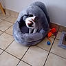 cat, kitten, pet, animal, white_fur, black_patches, orange_patches, cat_bed, pet_bed, cozy, sitting, indoors, tiled_floor, home, wall, pet_toys, ball, plush, curious, relaxed