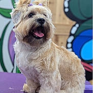 Nala joined the competition — help win amazing prizes! adorable, animal, colorful_background, companion, cute, dog, fluffy, friendly, fur, happy, indoor, mural, pet, playful, portrait, purple_hair_ties, sitting, small_dog, tongue_out, wooden_wall