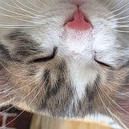 Charpie participe au concours pour gagner de l'argent avec cette photo : animal, cat, close_up, cute, domestic_animal, face, fur, indoor, mammal, nose, peaceful, pet, pink_nose, relaxing, sleeping, soft_texture, tabby, whiskers, white_fur