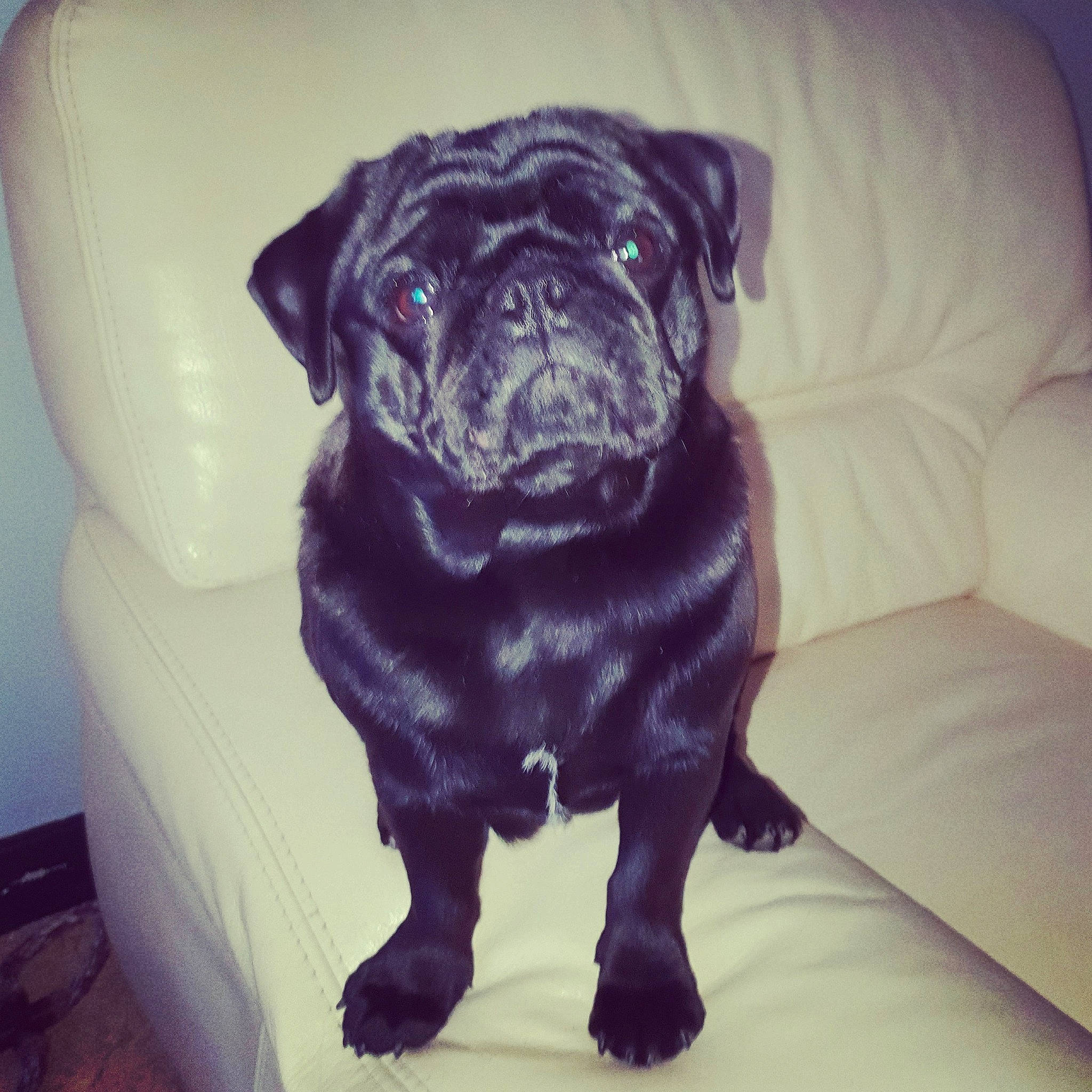 Peanuts a rejoint le concours — aidez-le/la à gagner de superbes lots ! canidae, carnivore, companion_dog, dog, dog_breed, fawn, mammal, pug, puppy, snout, sporting_group, toy_dog, vertebrate