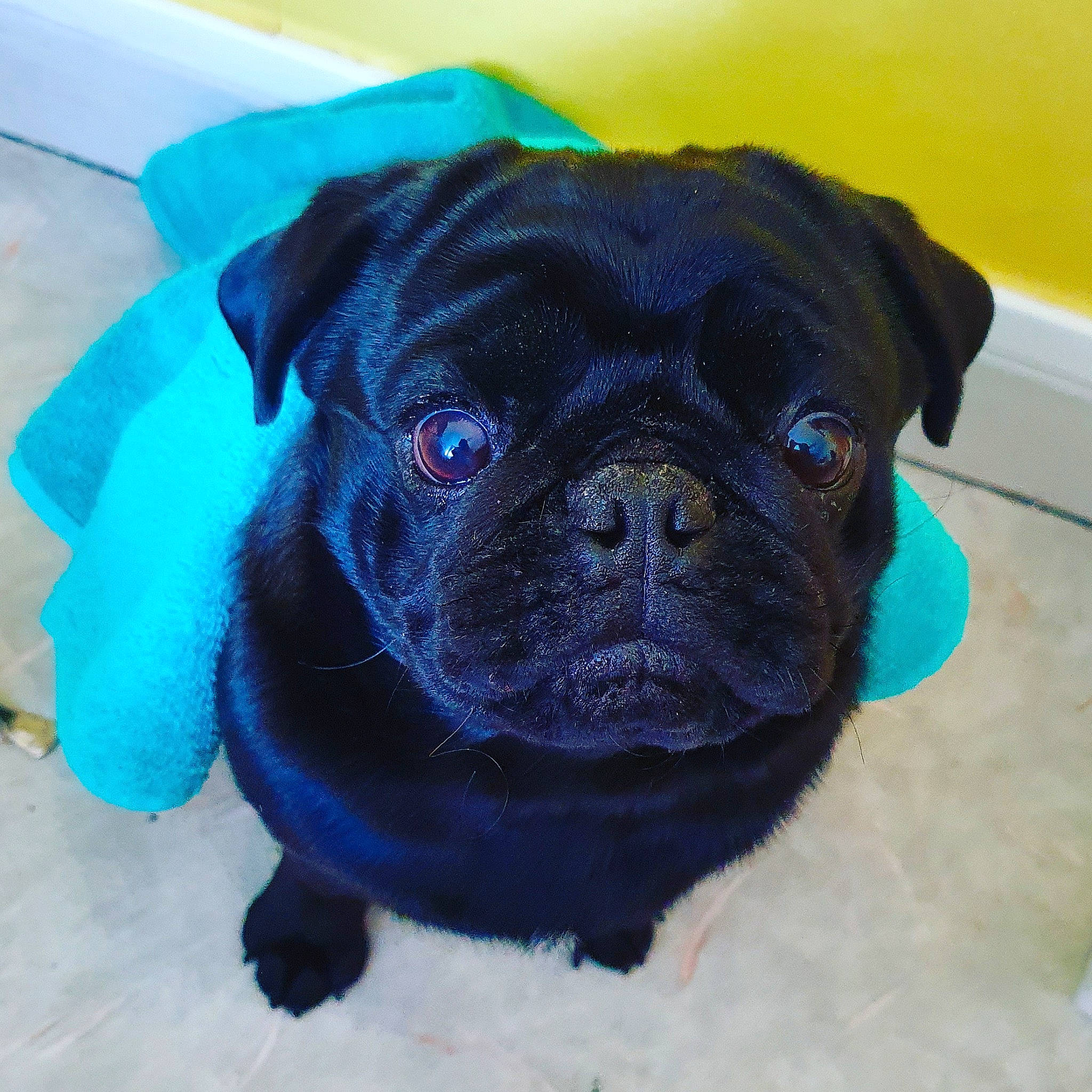 Peanuts a rejoint le concours — aidez-le/la à gagner de superbes lots ! canidae, carnivore, companion_dog, dog, dog_breed, dog_collar, eye, fawn, mammal, non_sporting_group, pug, puggle, puppy, rare_breed_dog, skin, snout, sporting_group, toy_dog, vertebrate, wrinkle