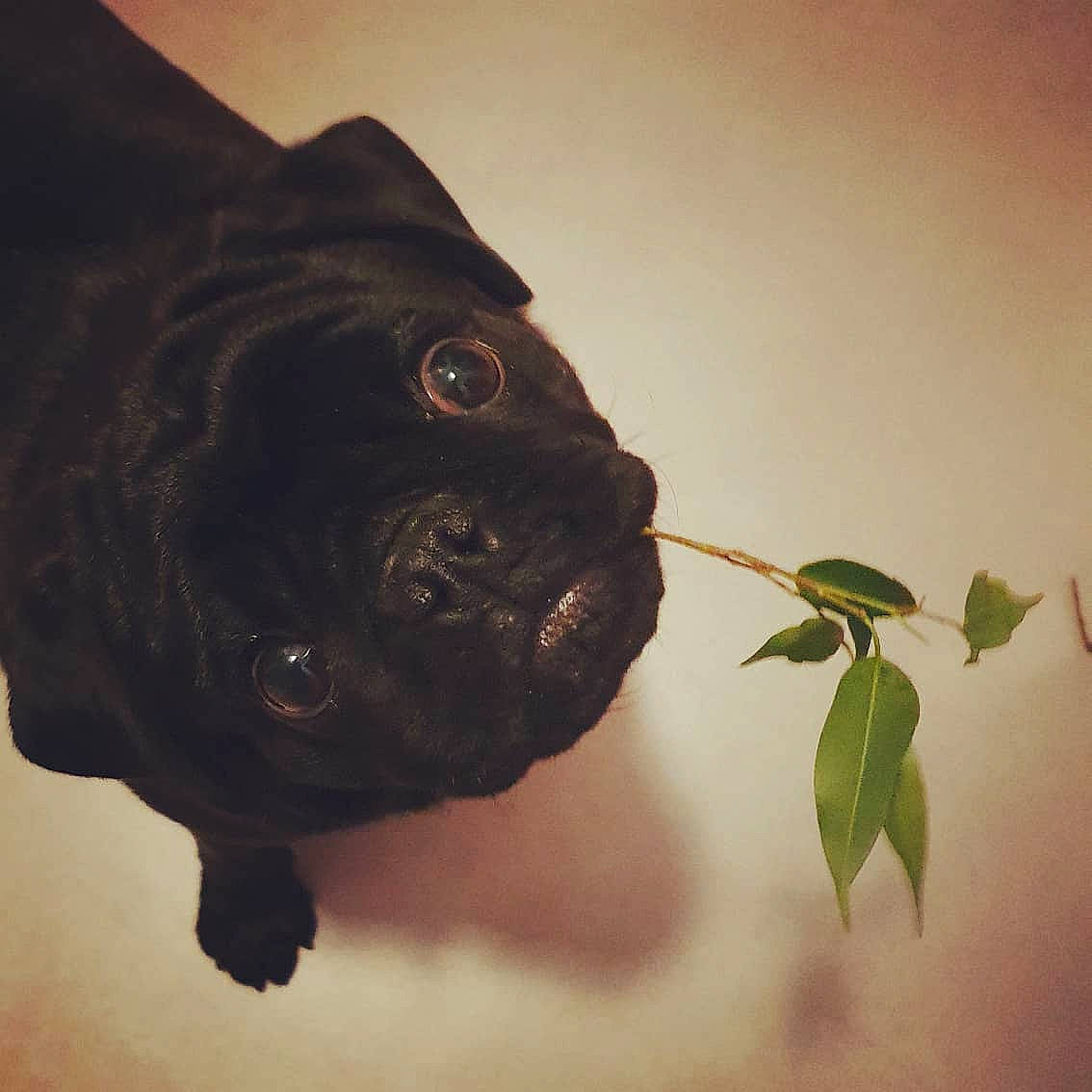 Peanuts participe au concours pour gagner de l'argent avec cette photo : cane_corso, canidae, carnivore, dog, dog_breed, fawn, guard_dog, non_sporting_group, plant, pug, snout, sporting_group