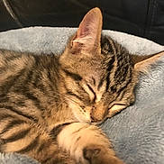 Mr.handsome joined the competition — help win amazing prizes! adorable, animal, blanket, cat, closeup, comfort, cozy, cute, feline, fur, indoor, kitten, paw, pet, resting, sleeping, soft, striped, tabby, young