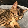 adorable, animal, blanket, cat, closeup, comfort, cozy, cute, feline, fur, indoor, kitten, paw, pet, resting, sleeping, soft, striped, tabby, young