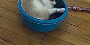 Tibou a rejoint le concours — aidez-le/la à gagner de superbes lots ! animal, blue_basin, boots, cat, container, cozy, curled_up, domestic, feline, flooring, fur, household, indoor, leash, paw, pet, playful, quiet, resting, wooden_floor