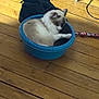 animal, blue_basin, boots, cat, container, cozy, curled_up, domestic, feline, flooring, fur, household, indoor, leash, paw, pet, playful, quiet, resting, wooden_floor