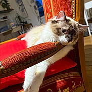 Tibou a rejoint le concours — aidez-le/la à gagner de superbes lots ! animal, armrest, cat, cozy, curious, decor, domestic_cat, fluffy_cat, furniture, home, indoor, mammal, pet, pillow, red_chair, relaxed, resting, whiskers, window, wooden_chair