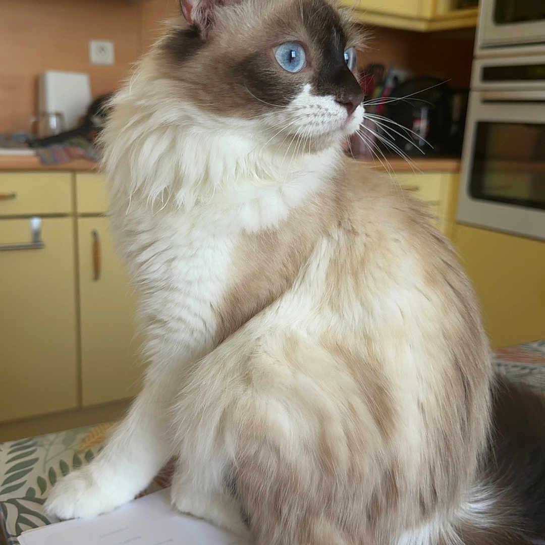Tibou a rejoint le concours — aidez-le/la à gagner de superbes lots ! animal, blue_eyes, cat, cozy, curious, cute, domestic, fluffy, fur, furniture, home, indoor, kitchen, mammal, papers, pet, sitting, tablecloth, whiskers, yellow_cabinets