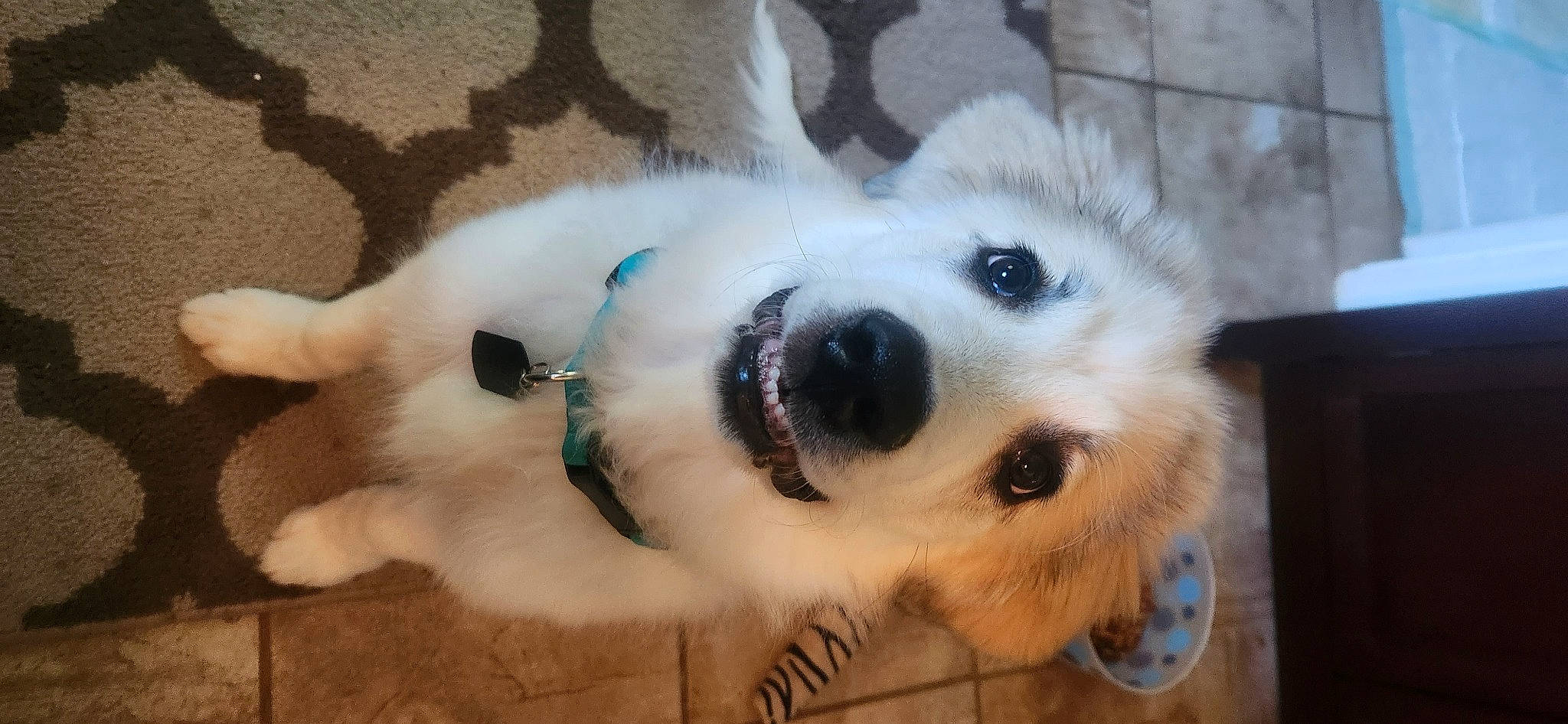 Gracie is registered to the contest to win money with this photo: canidae, carnivore, claw, companion_dog, dog, dog_breed, eyelash, fur, non_sporting_group, paw, puppy, selfie, snout, sporting_group, terrestrial_animal, waterfall, whiskers, working_animal