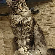 Ooper a rejoint le concours — aidez-le/la à gagner de superbes lots ! cat, tabby_cat, fluffy, indoor, stone_wall, gnome_statue, glass_bowl, decor, table, pet, feline, mammal, whiskers, ears, fur, closeup, portrait, domestic_animal, curious, sitting