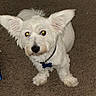 Wybie joined the competition — help win amazing prizes! dog, white, pet, animal, ears, fur, collar, indoor, carpet, cute, small_dog, looking_up, flash, glowing_eyes, domestic_animal, companion, mammal, friendly, sitting, canine
