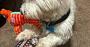 Wybie is registered to the contest to win money with this photo: dog, white_dog, toy, stuffed_toy, orange_toy, carpet, indoor, pet, collar, blue_tag, fur, paw, person, patterned_pants, playful, close_up, small_dog, cute, animal, companion