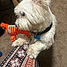 dog, white_dog, toy, stuffed_toy, orange_toy, carpet, indoor, pet, collar, blue_tag, fur, paw, person, patterned_pants, playful, close_up, small_dog, cute, animal, companion