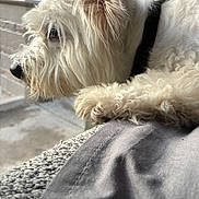 Wybie is registered to the contest to win money with this photo: dog, white_dog, fluffy, paw, resting, window, screen, blanket, curious, side_view, pet, indoors, cozy, fur, animal, looking_out, natural_light, close_up, texture, relaxed