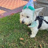 Wybie is registered to the contest to win money with this photo: dog, white_dog, party_hat, bandana, grass, outdoor, pavement, stone_pillar, pet, small_dog, leash, celebration, festive, animal, canine, daylight, ears, fur, side_view, nature