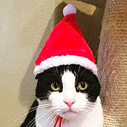 Lucy joined the competition — help win amazing prizes! cat, black_and_white, santa_hat, holiday, pet, whiskers, indoor, close_up, green_eyes, cute, feline, face, animal, christmas, festive, fur, scratching_post, pink_nose, portrait, hat