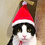 cat, black_and_white, santa_hat, holiday, pet, whiskers, indoor, close_up, green_eyes, cute, feline, face, animal, christmas, festive, fur, scratching_post, pink_nose, portrait, hat